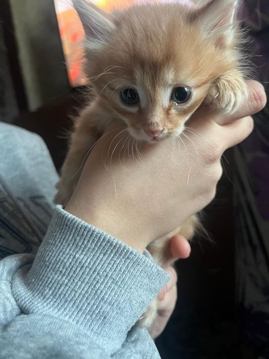 Отдаем котят в добрые руки