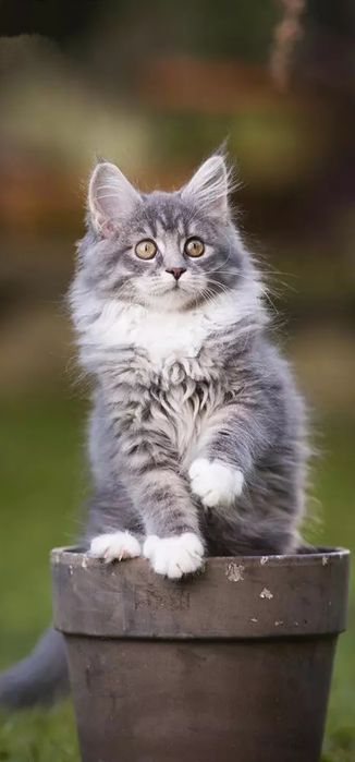 ЛУЧШИЕ кошки Кокшетау !