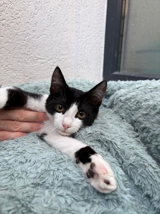 Pixel, motanel pentru adoptie