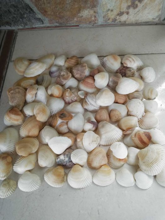 Рапани  за декорация