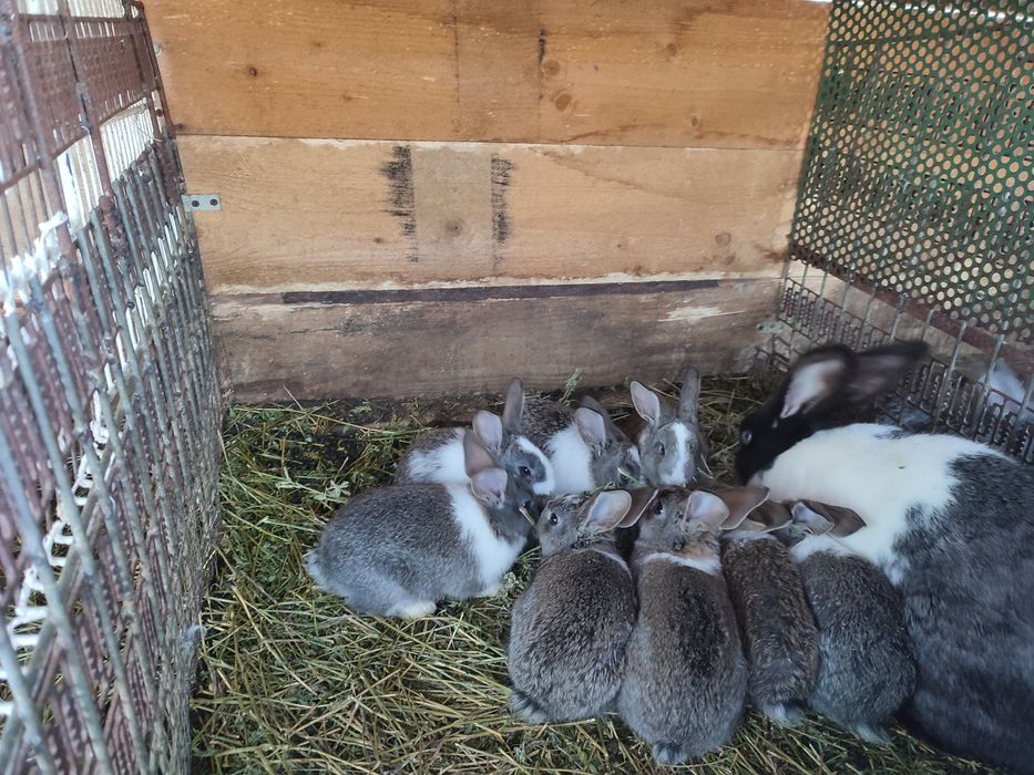 Vând iepurași mai multe rase