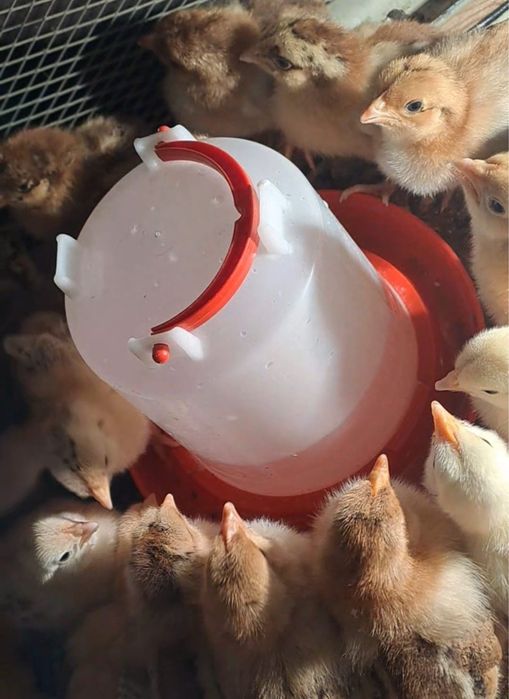 Продам цыплят! Срочно!