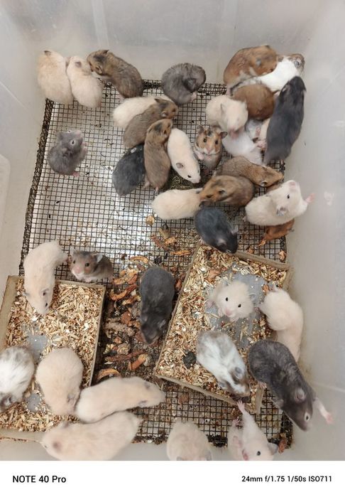 Хомички разных окрасов оптом