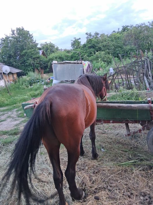 Armasar de vanzare