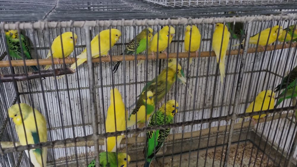 De vanzarei peruși,ninfe,agapornisi,