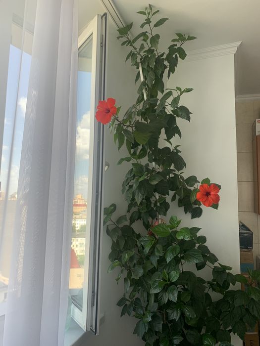 Комнатные  растения