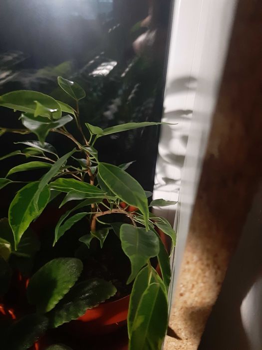 цветы комнатные и декоративные