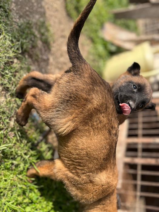 белгийска овчарка малиноа