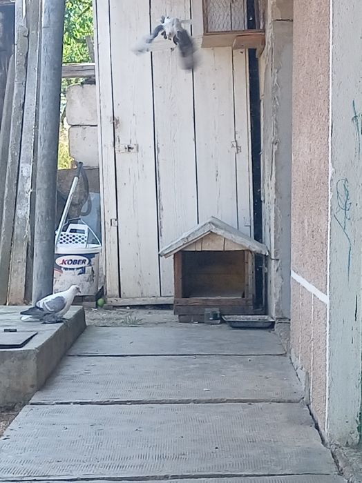 Porumbei Vând rândunele de saxon