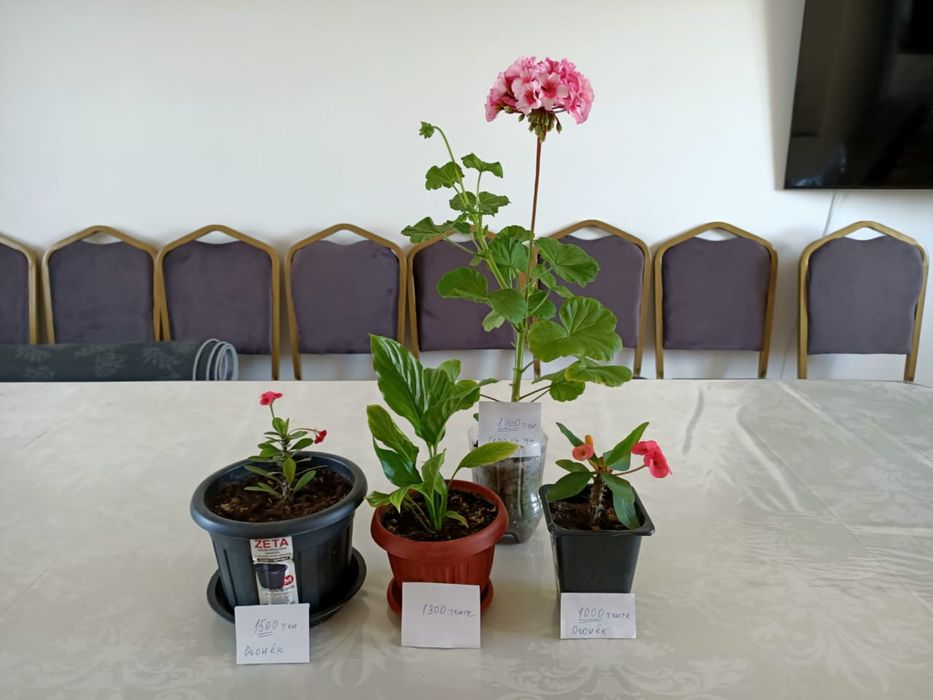 Распродажа комнатных цветов