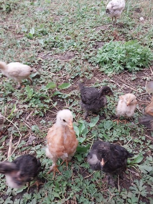 Продам цеплят брама