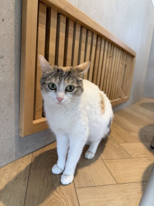 Кошка ТАСЯ ищет семью. Стерилизованв