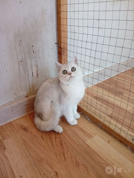 Продается кошка британская серебристая шиншила