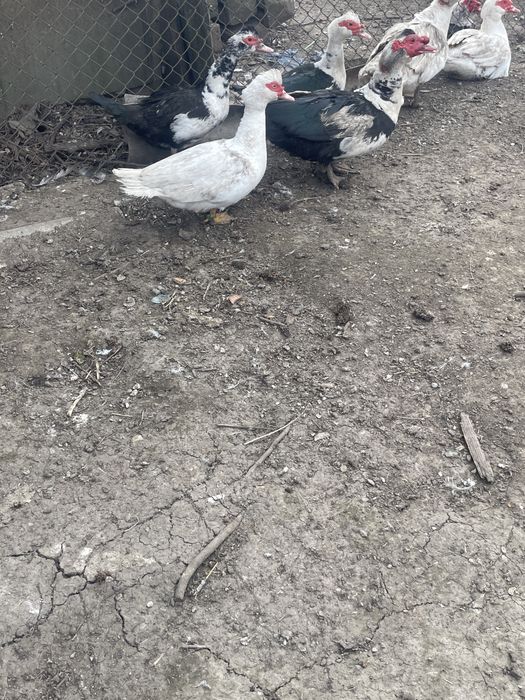 Oua de rață mută!