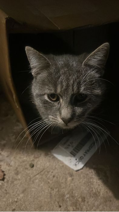 Donez pisici deparazitate, vaccinate