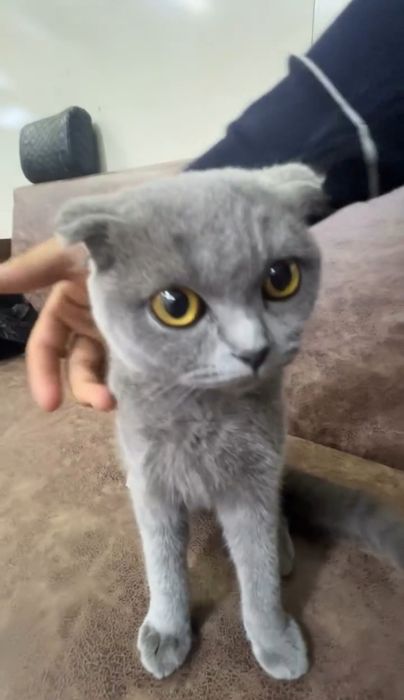 Mushuk oʻgʻil bola