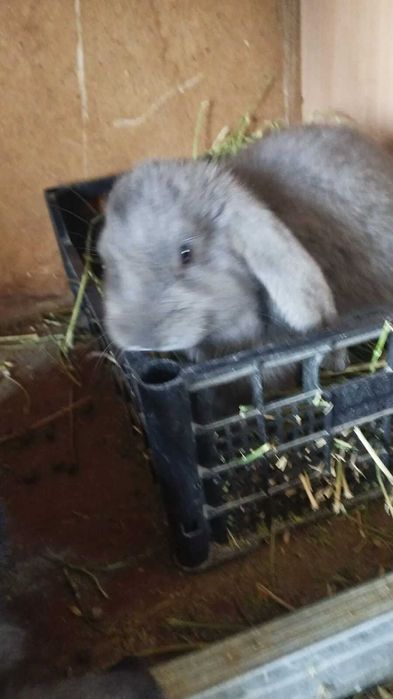 самцы французский баран