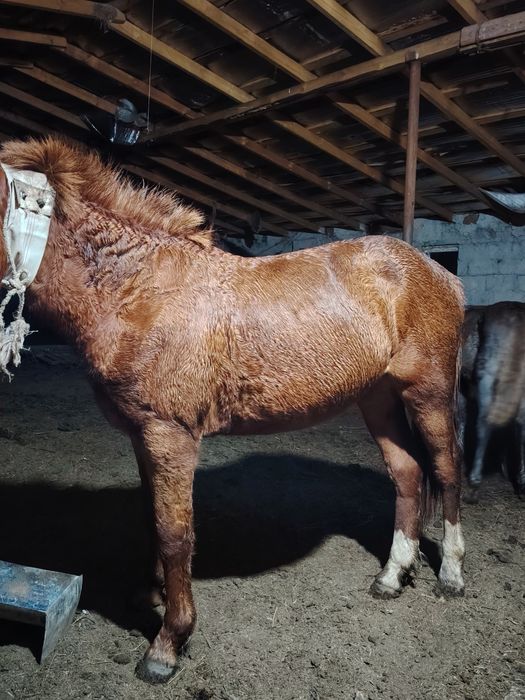 Тай кунан ат жылкы
