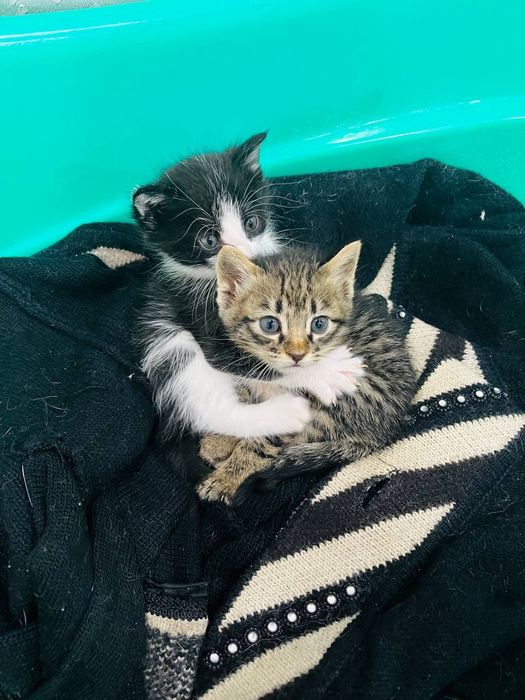 Отдам котят в хорошие руки.