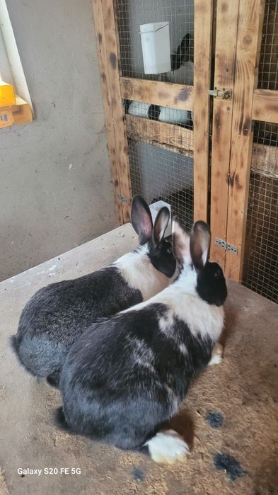 Iepuri hycole de vânzare