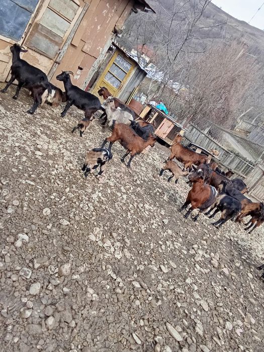 Capre Metis/Alpin francez