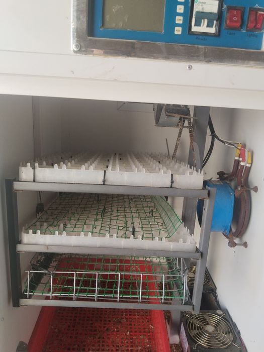 Жужа чикариб бериш хизмати