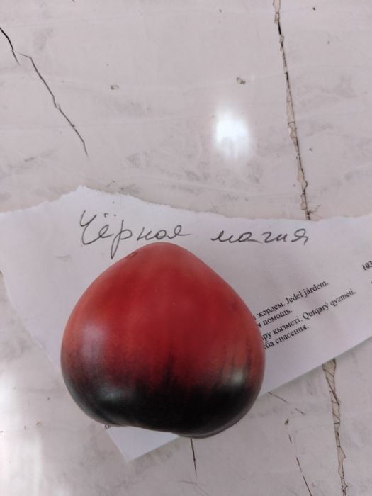 Продам семена томатов