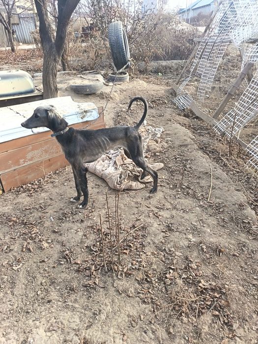 Тазы кушык сатылады