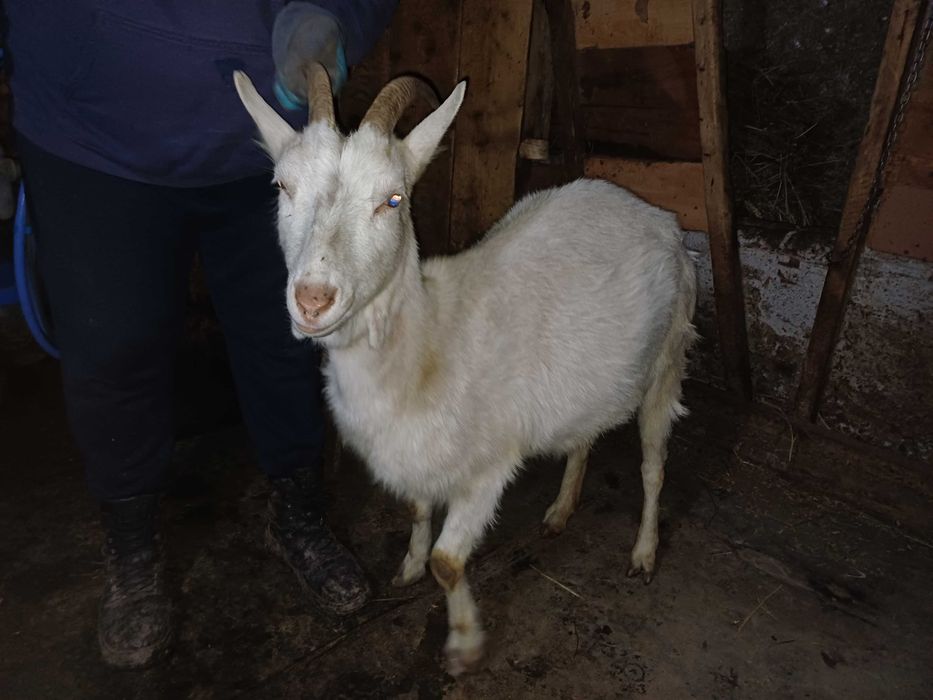 Capre la a doua fătare, imperecheate cu mascul anglo nubian cu origine