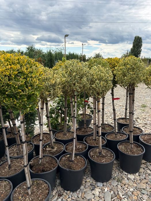 Leylandii la ghiveci