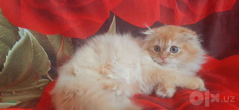 Чистокровный котенок скоттиш фолд