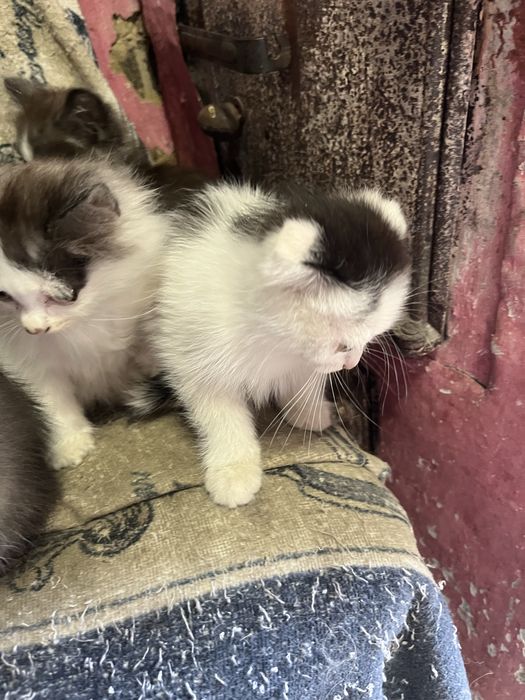 Отдам котят в добрые руки