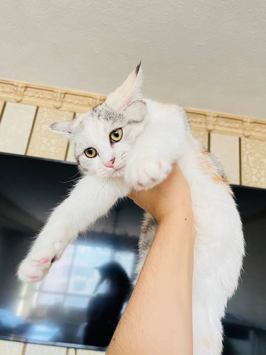 Британский и трёхцветный смешанная