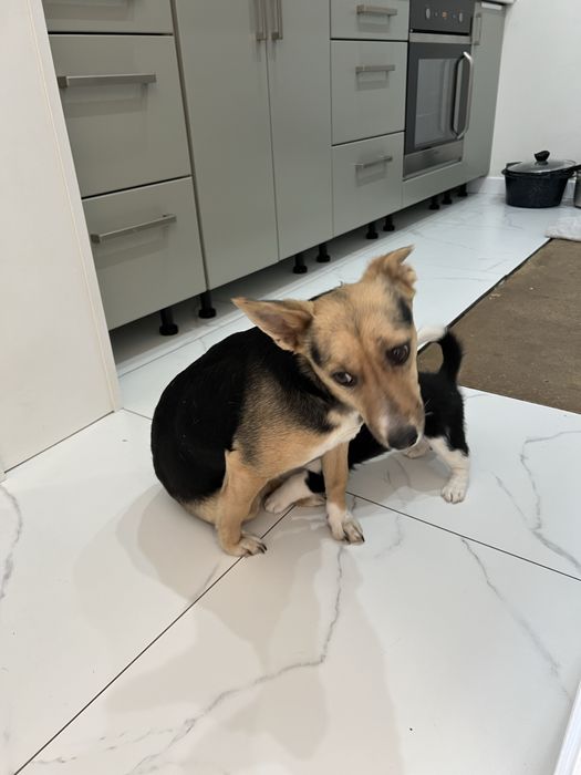 Щенок девочка с доставкой