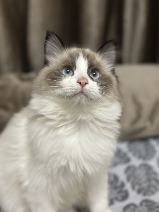 Продаются котята породистые