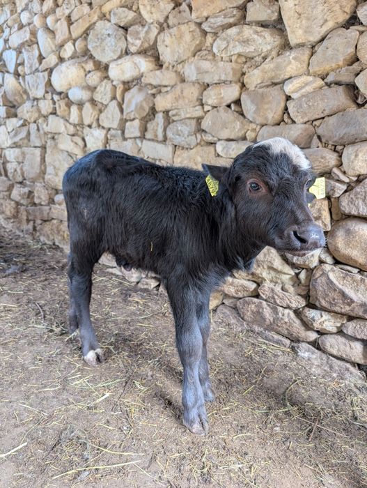 Vând tăurași de bivoliță PRODUS PRINCIPAL