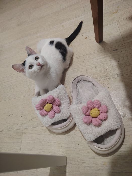 Замечательный котенок ищет  дом