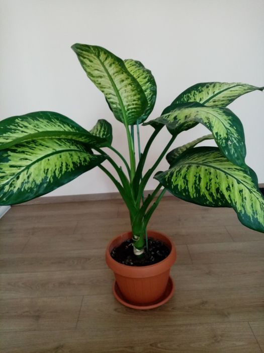 Vând flori dieffenbachia superbe
