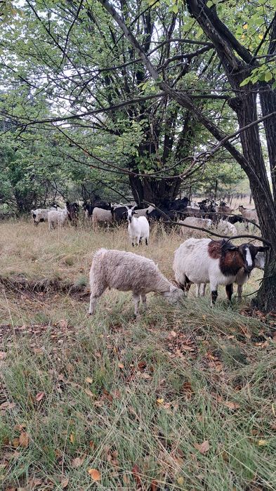 Продам коз город Павлодар