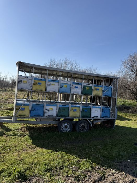 32 familii de albine isi cauta casa noua