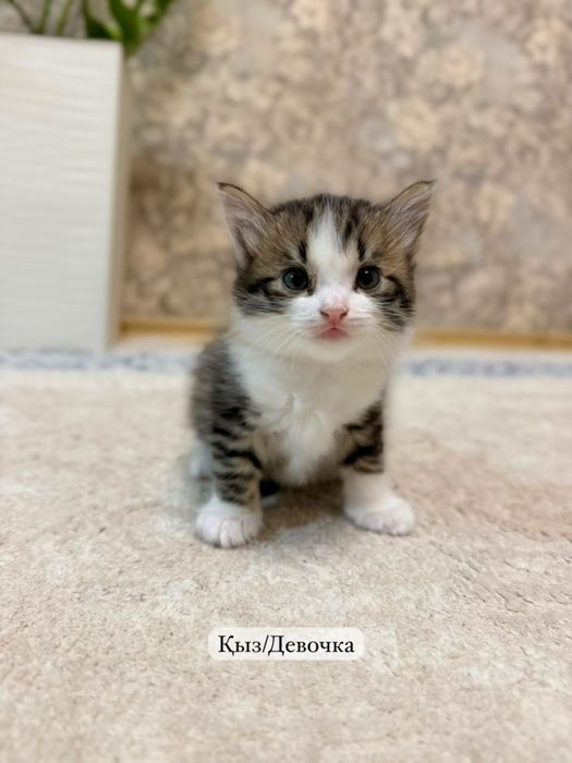 Котята в хорошие руки