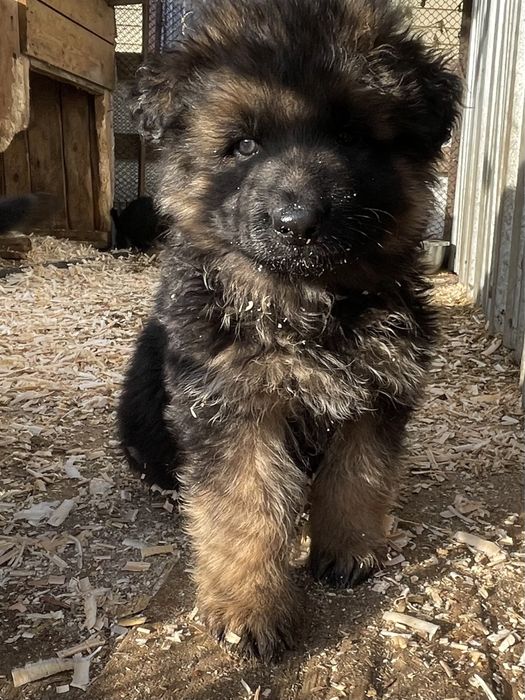 Щенки немецкой овчарки