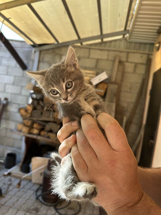 Отдам красивых котиков
