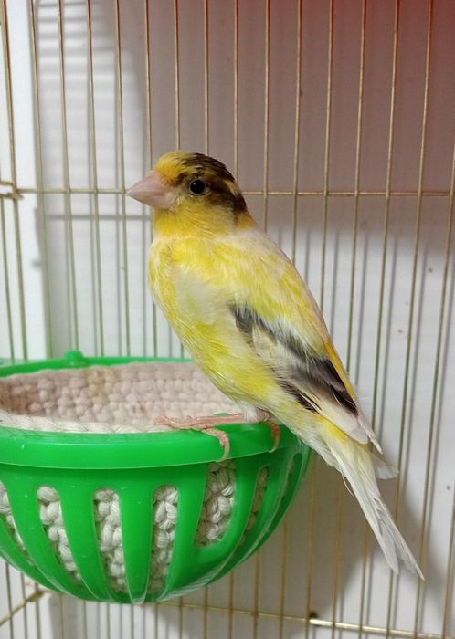 Kanareka saru avle moda sotladi