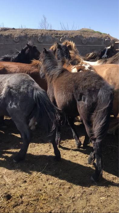 Жабагылар 50 бас еркек