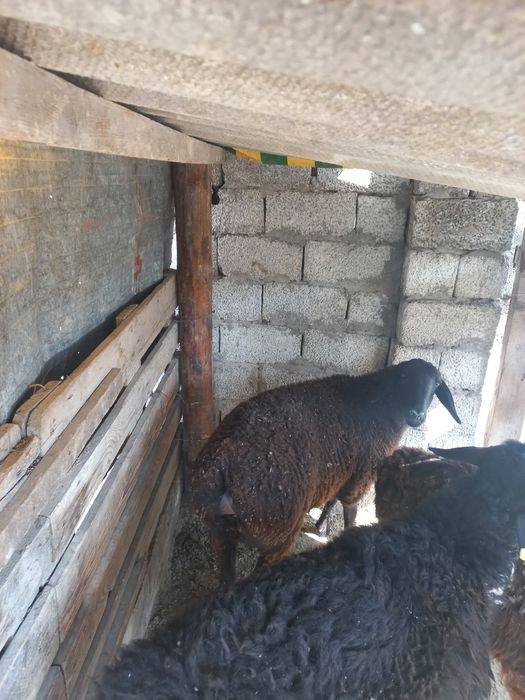 Бордақы қойлар сатылады