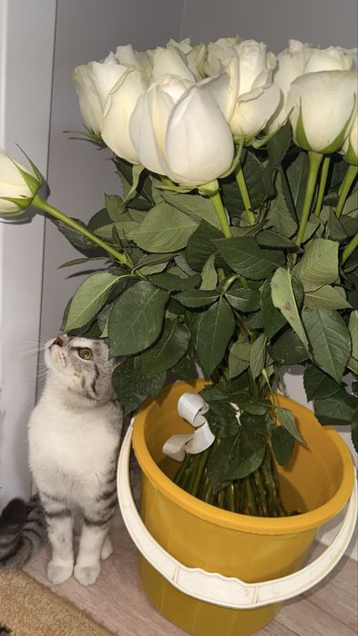 Цветы 51 штук роза