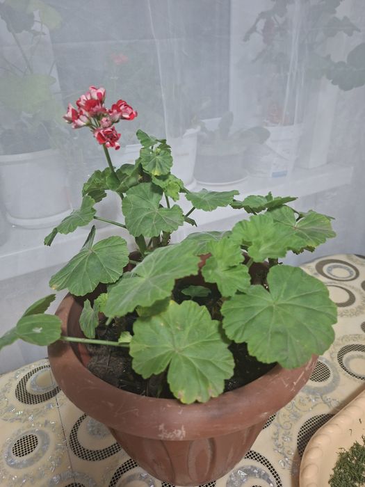 Продам красивую герань