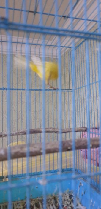 Самцы канареек взрослые очень красивая песня