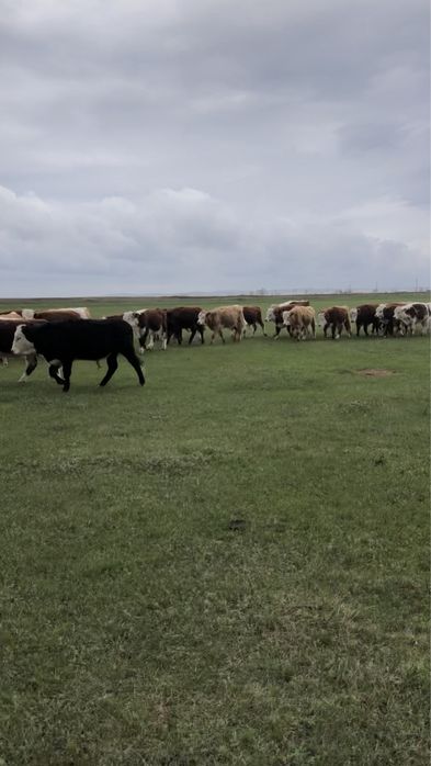 Бұқалар сатылады